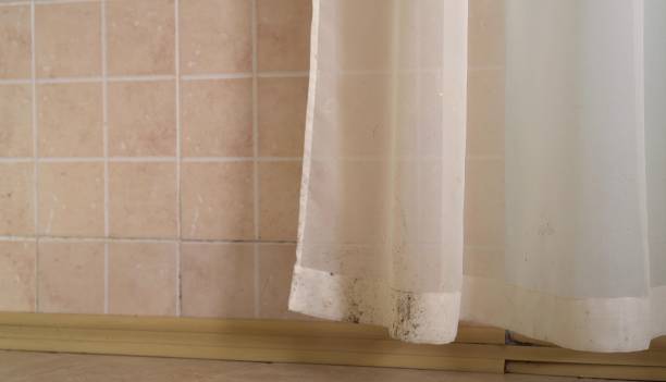 Professional Mold Removal in Hartsville, SC