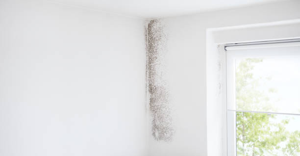 Best Emergency Mold Remediation  in Hartsville, SC
